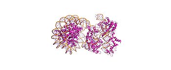 1. Overall ternary complex - ~15 bp DNA unwrapping