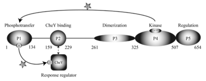 CheA Domains 