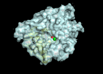 TbPDEB1 Pymol structure showing free binding pocket