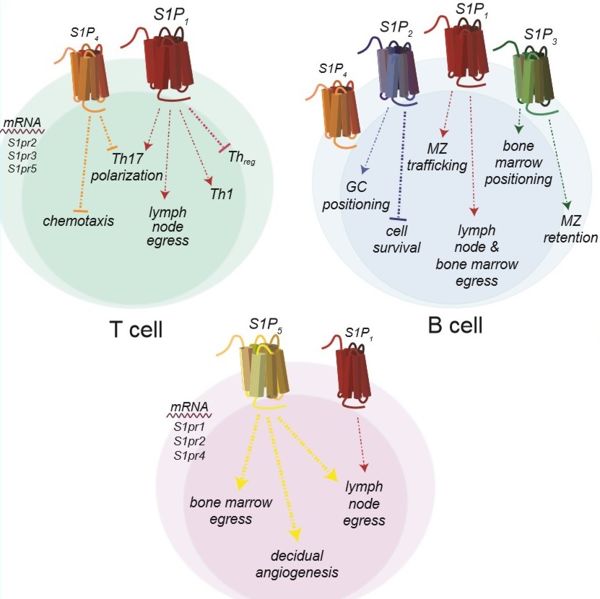 Image:Immune system new.jpg