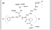 Figure 2. Lisinopril binding locations