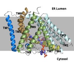 Figure 3. ACAT1 Monomer in the Membrane. This shows the 9 transmembrane helices. Each helix is labeled and colored according to the different domains. The ligand is shown as ball and stick.