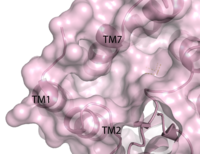 Figure 3. Third proposed binding site of GPR40. By visual inspection, a third possible binding site was proposed between transmembrane helices 1, 2, and 7 on the extracellular side.