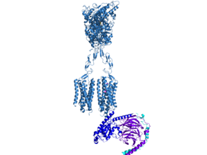 Figure 1. The coolest image of this protein EVAH!