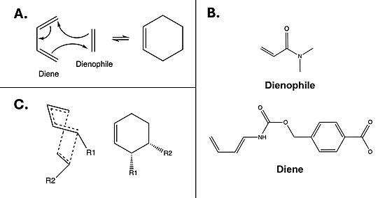 Figure 1. A) Example mechanism of a simple Diels-Alder reaction. B) Diels-Alderase substrates. Diene is 4-carboxybenzyl trans-1,3-butadiene-1-carbamate; dienophile is N,N- dimethylacrylamide. C) Illustration of 3R, 4S endo stereoisomerism, which the Diels-Alderase is selective for.