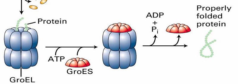 Image:GroEL reaction.jpg
