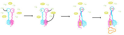 Figure 4. Illustration of mGlu's conformation change process.