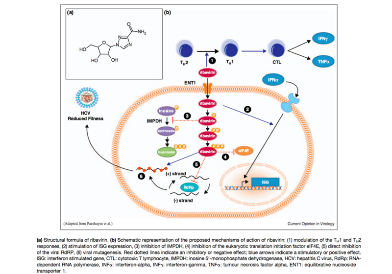 Image:Mechanisms.png