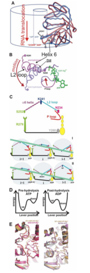 Figure 2. (A–B) Loop L2 movement in the central channel (C) Mechanism of sequential hydrolysis of ATP (yellow) and RNA (light green) translocation for three subunits viewed from within the central 
