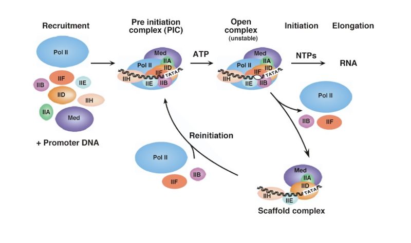 Image:RNA Poly Mechanism.jpg