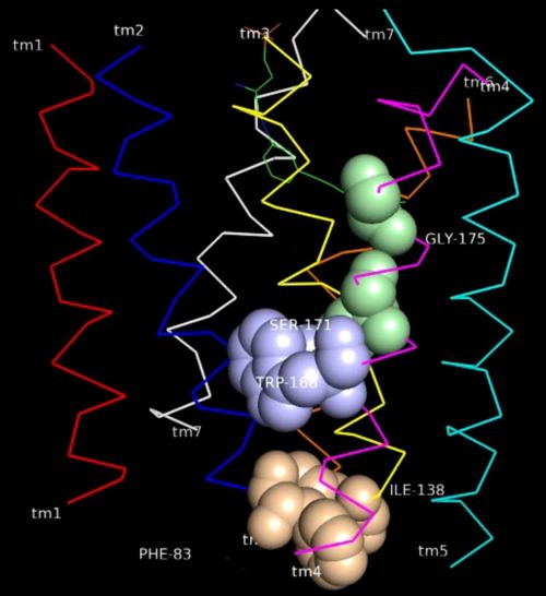 Fig5: Cluster 2 interaction with TM-II, III & VII(4).