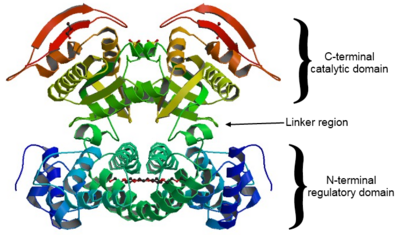 Rv1264 dimer in its active state.