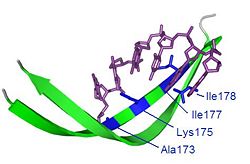 Van der Waals and hydrophobic interactions between the βJ strand and the major DNA groove.