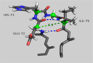 The H-loop in AP-actin is a type I’ β-turn. The backbone is colored in grey. Side chains are in CPK coloring. α-carbons are shown in green spheres. Dashed blue lines denote hydrogen bonding. The dashed yellow line denotes measurement between α-carbons i, i+3.