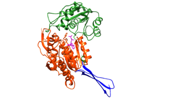 Figure 1 Nucleotide-binding domain - orange, Catalytic domain - green, Tetramerization domain - blue. Imagine modified in Chimera from (PDB entry 1bi9). Chain D shown with NAD substrate shown in pink