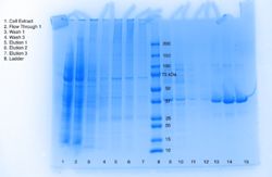 Figure 2: Coomassie Gel. Coomassie Gel of 3H04 (Lanes 1-8). 1. Cell Extract, 2. Flow Through, 3. Wash 1, 4. Wash 3, 5. Elution 1, 6. Elution 2, 7. Elution 3, 8. Ladder. The protein is being expressed wherever there is a darker, thinker band in the same row as the 75 kDa.