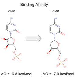 Binding affinity was increased when hydroxyl group removed from ribose ring on CMP to make dCMP