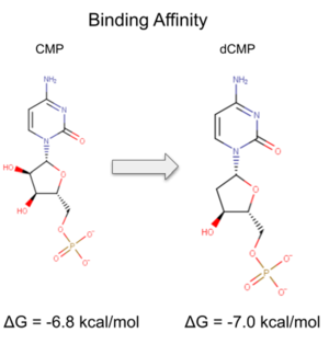 Binding affinity was increased when hydroxyl group removed from ribose ring on CMP to make dCMP