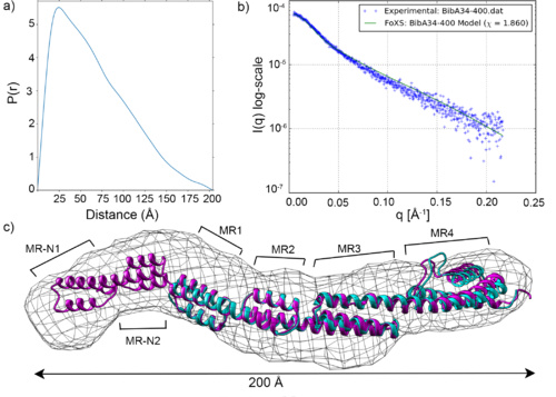 (a) Pair distance distribution [P(r)] function of intact BibA34–400 protein. (b) Comparison of the experimental scattering proﬁle (in blue) for BibA34–400 with proﬁles from a theoretical model (FoXS; green) derived from the proposed BibA34–400 model. (c) Fit of the crystal structure of BibA126–398 (cyan) and the proposed BibA34–400 (magenta) into the ab initio model of BibA34–400 calculated with DAMMIF.