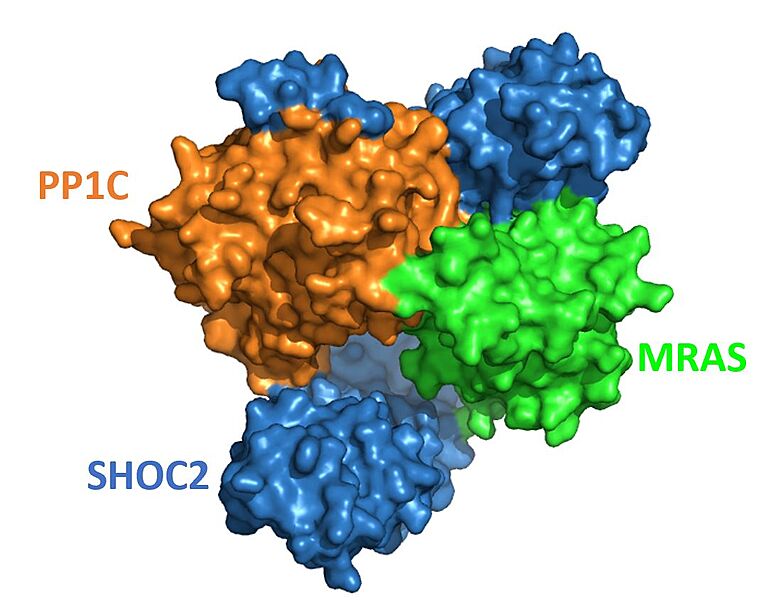 Image:SHOC2-PP1C-MRAS Surface.JPG