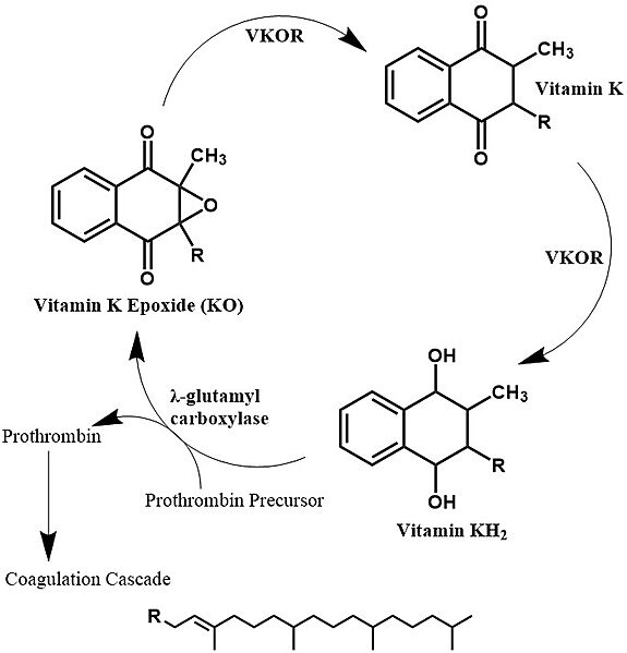 Image:Vitamin k cycle 4.jpg