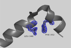 Helix-loop-helix motif in subdomain 1 in AP-actin. Residues 346 and 252 are shown with electronic density (isomap) to illustrate a hydrophobic staple.