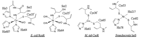 Fig. 1: Schematic of known Ni(II) and Co(II) binding residues in the metal sites of RcnR, Cu(I) binding residues in CsoR and Ni(II) binding site in InrS. Figure made with ChemDraw.