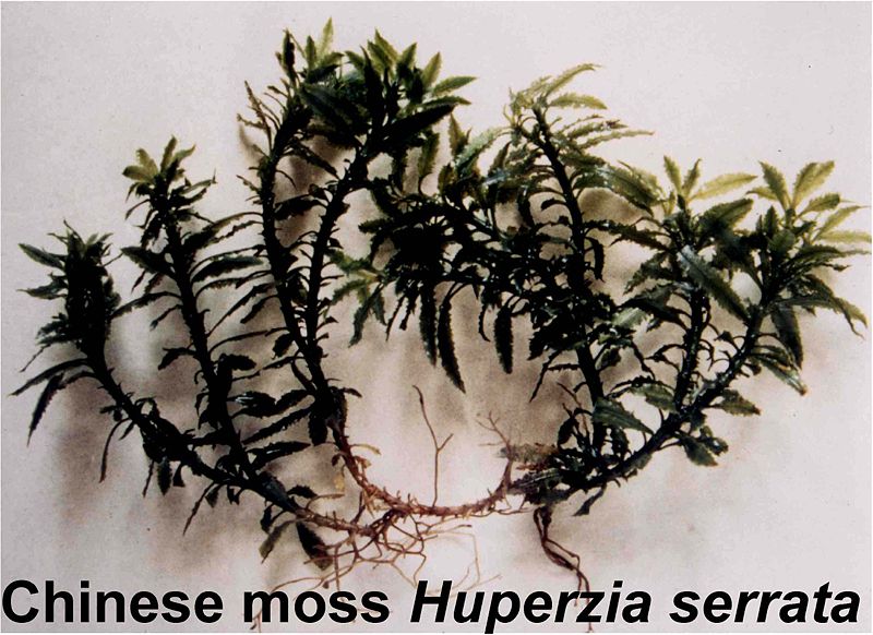 Image:HuperzineA3.jpg