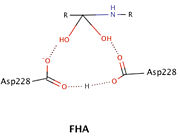 Potential LBHB formed between catalytic residues His46 and Asp81 that may aid in catalysis through stabilization of the tetrahedral intermediate (based on mechanistic homology with chymotrypsin).