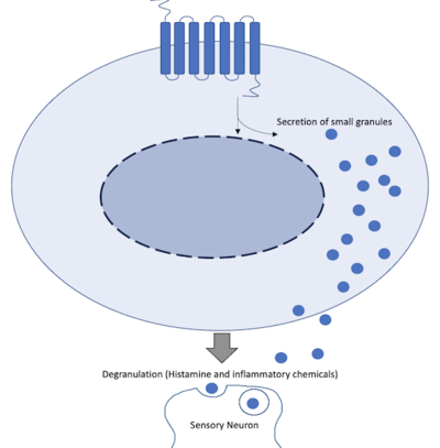 Figure 11.Schematic representation of cellular response