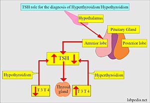 (Fig. 3) TSH’s role in the diagnosis of Hyperthyroidism and Hypothyroidism: [1]