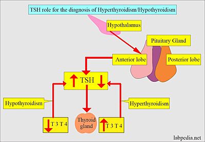 (Fig. 3) TSH’s role in the diagnosis of Hyperthyroidism and Hypothyroidism: [1]