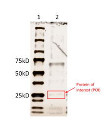 Results from SDS-PAGE with purified protein sample.