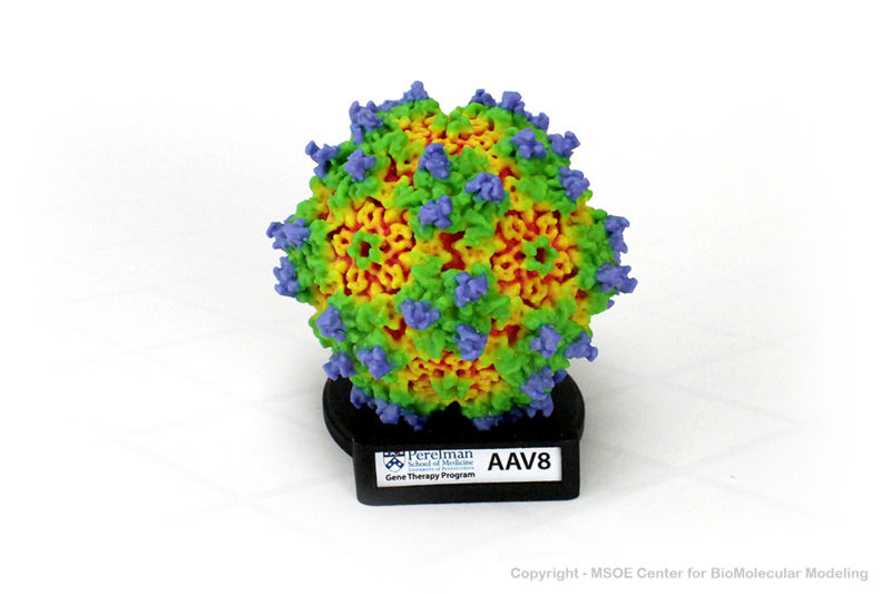 Image:AdenoAssociatedVirus1 centerForBioMolecularModeling.jpg