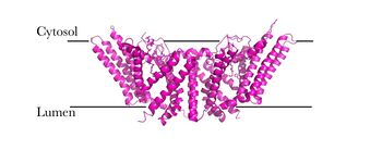 Figure 4: Orientation showing the cytosolic and lumen sides of the dimer