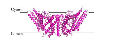 Figure 4: Orientation showing the cytosolic and lumen sides of the dimer