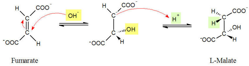 Image:Fumarase 2.jpg
