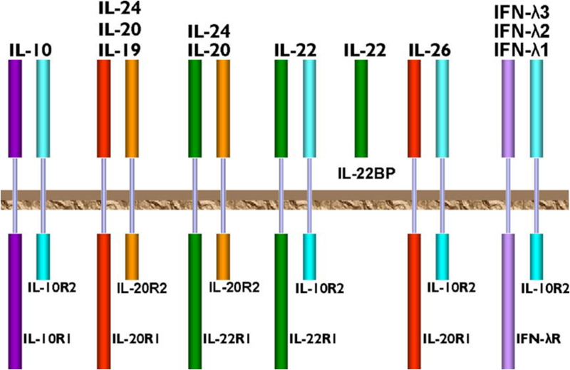 Image:IL-10.receptors.png