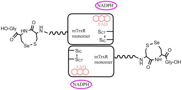 General structure of mammalian thioredoxin reductase.