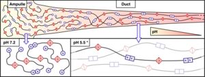 Model of MaSps assembly according to the pH conditions. From Gaines et al. (2010). Spidroin N-terminal domain promotes a pH-dependent association of silk proteins during self-assembly. J. Biol. Chem. 285, 40745-40753.