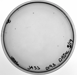 Figure 13: D193A mutation, transformed in DH5α.