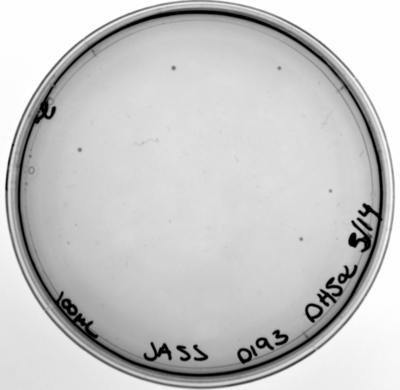 Figure 13: D193A mutation, transformed in DH5α.