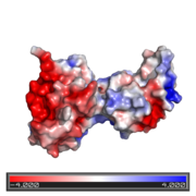 Electron density of HLA-A2 peptide-binding groove showing density of mixed peptides. Figure 6b from  Bjorkman et al., Nature 329:506, used with permission of Dr. Pamela Bjorkman.
