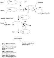 Figure 1. Mechanism of tRNA ligation of anticodon region by T4 RNA ligase 2 (Rnl2) catalyst.