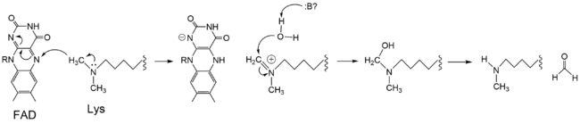 Figure 3: Hydride transfer mechanism of LSD-1 active site via FAD cofactor.
