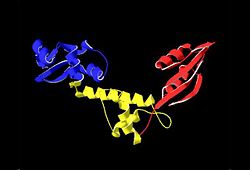 Figure 1. Overall structure of the A. fulgidus SBDS orthologue described as V-shaped, ribbon representations.  Domain I is coloured blue, domain II is coloured yellow, and domain III is coloured red. 