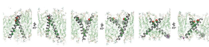 Conformational analysis of HER2 TMD mutants. Overview of the final state obtained at the end of a 100 ns simulation of the WT HER2 TMD dimer (left), a heterodimer between a WT TMD and an activating C-terminal R678Q TMD mutant (WT/R678Q) (middle) and a homodimer of the activating N-terminal G660D TMD mutant (G660D/G660D) (right).