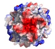 Figure3: Electronegativity of the MCU viewed from outside the channel.  The high concentration of negative charge (shown in red) attracts the positive calcium ions. PDB 6DT0