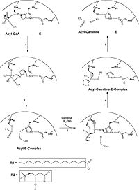 Mechanism