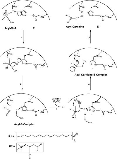 Mechanism